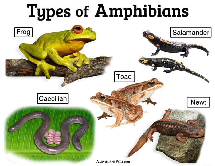 Fact Check: Did amphibians are more endangered vertebrate groups known in science ?