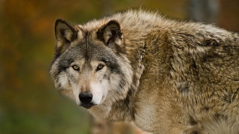 Fact Check: Wolf alpha theory is a myth based on researches on captive wolves in mid 20th century