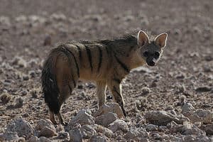 Fact Check: Are aardwolf dangerous?