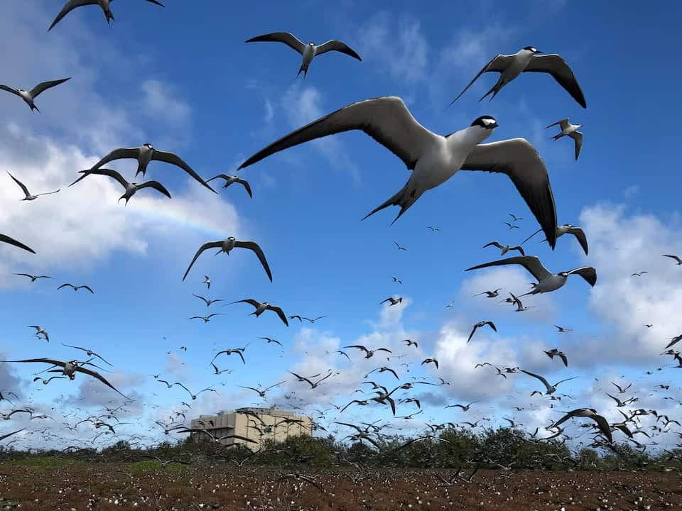Fact Check: SpaceX's activities have harmed protected bird species in multiple locations.