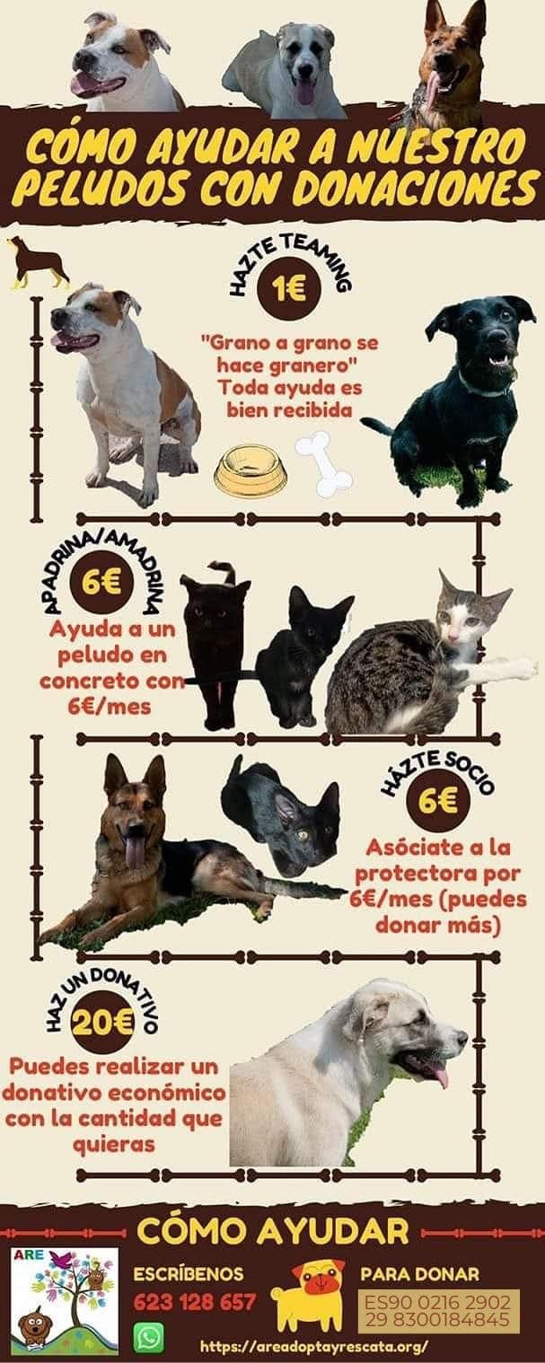 Fact Check: Are adopta y rescata?