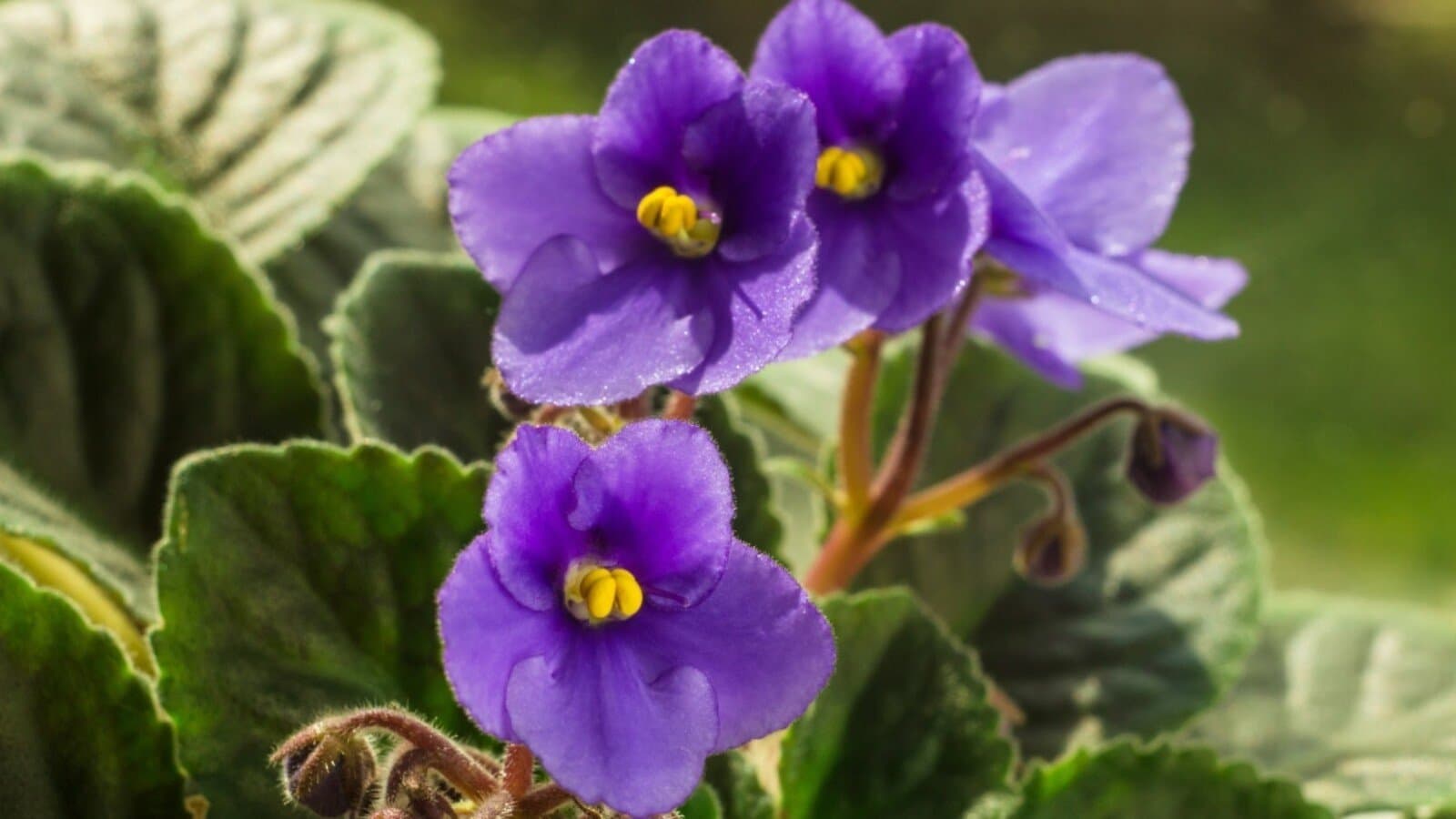 Fact Check: Are african violets?