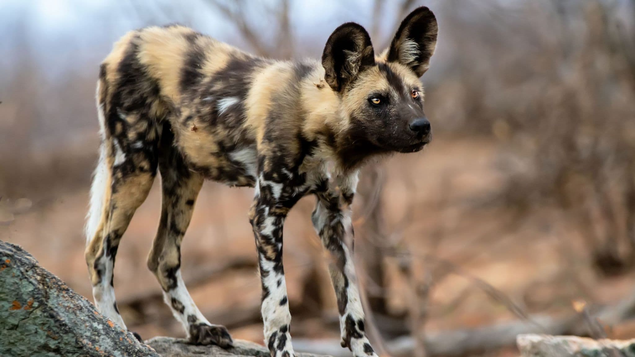 Fact Check: Are african wild dogs dogs?
