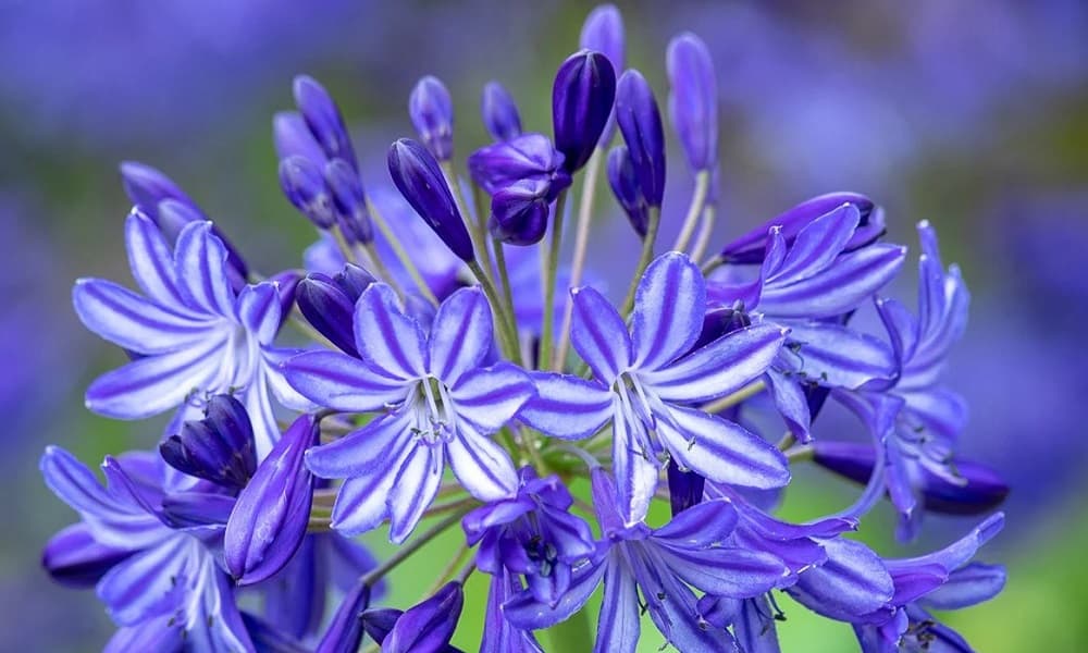 Fact Check: Are agapanthus poisonous to dogs?