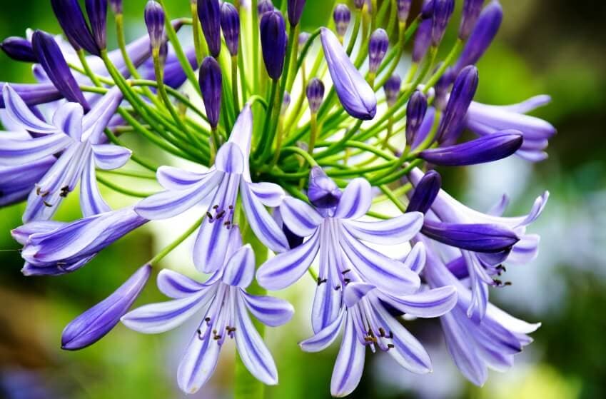 Fact Check: Are agapanthus poisonous?