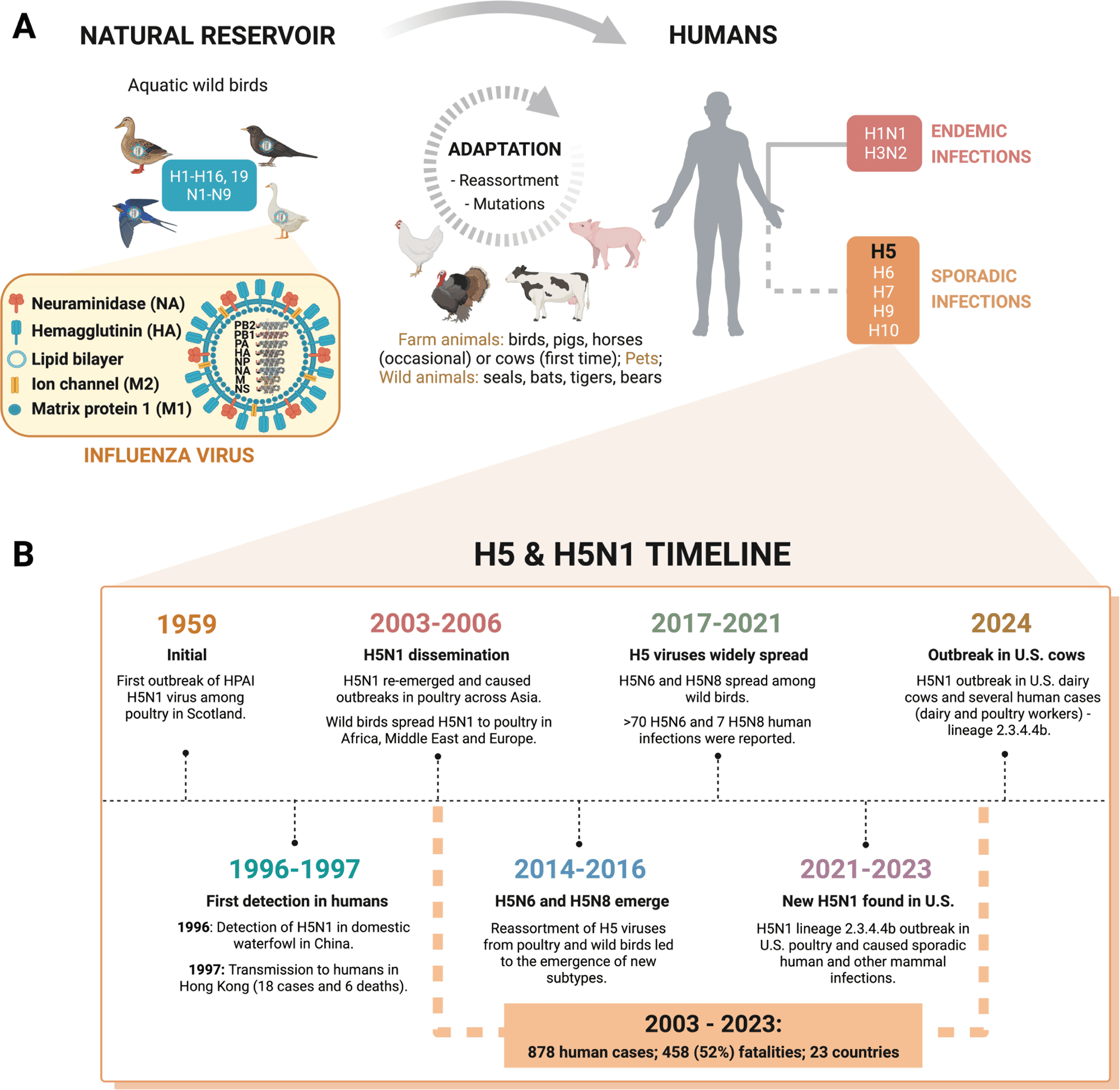 Fact Check: Allowing H5N1 to spread could lead to a new pandemic in humans.