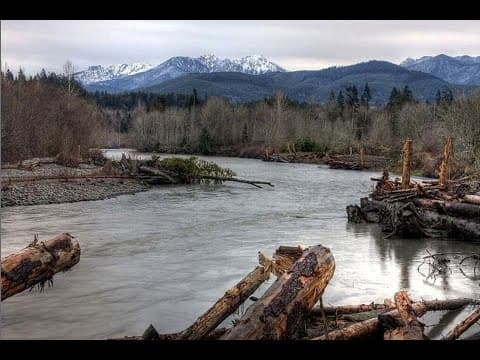 Fact Check: Logging in the Elwha watershed contradicts efforts to restore salmon populations.