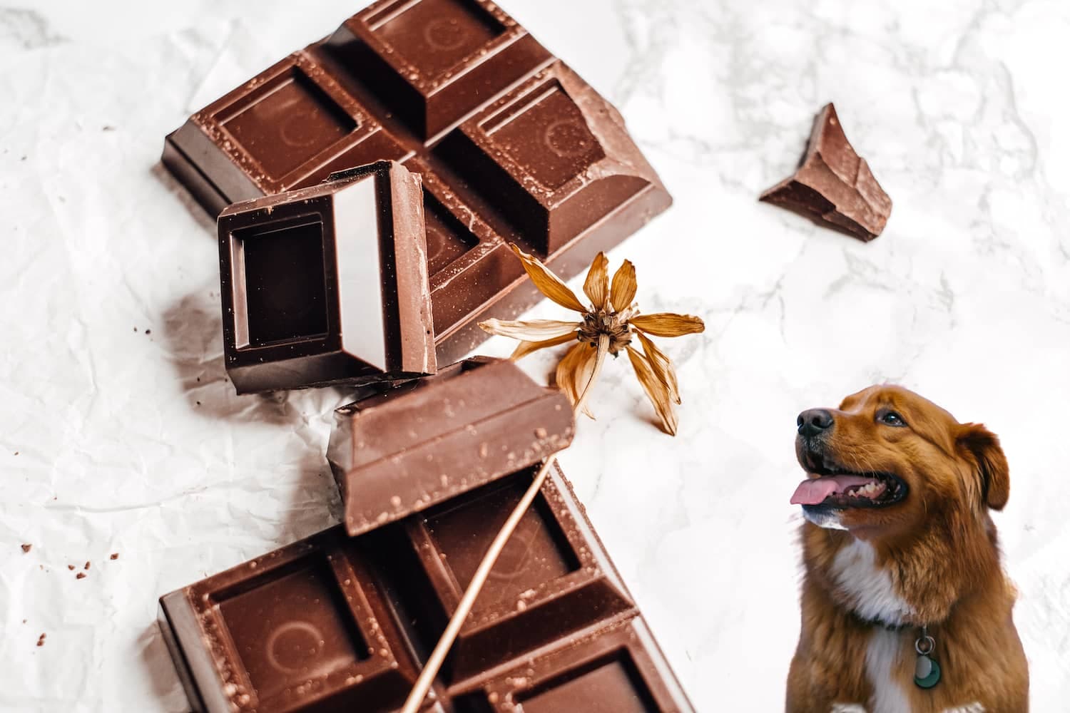 Fact Check: You must don't give chocolate to dogs
