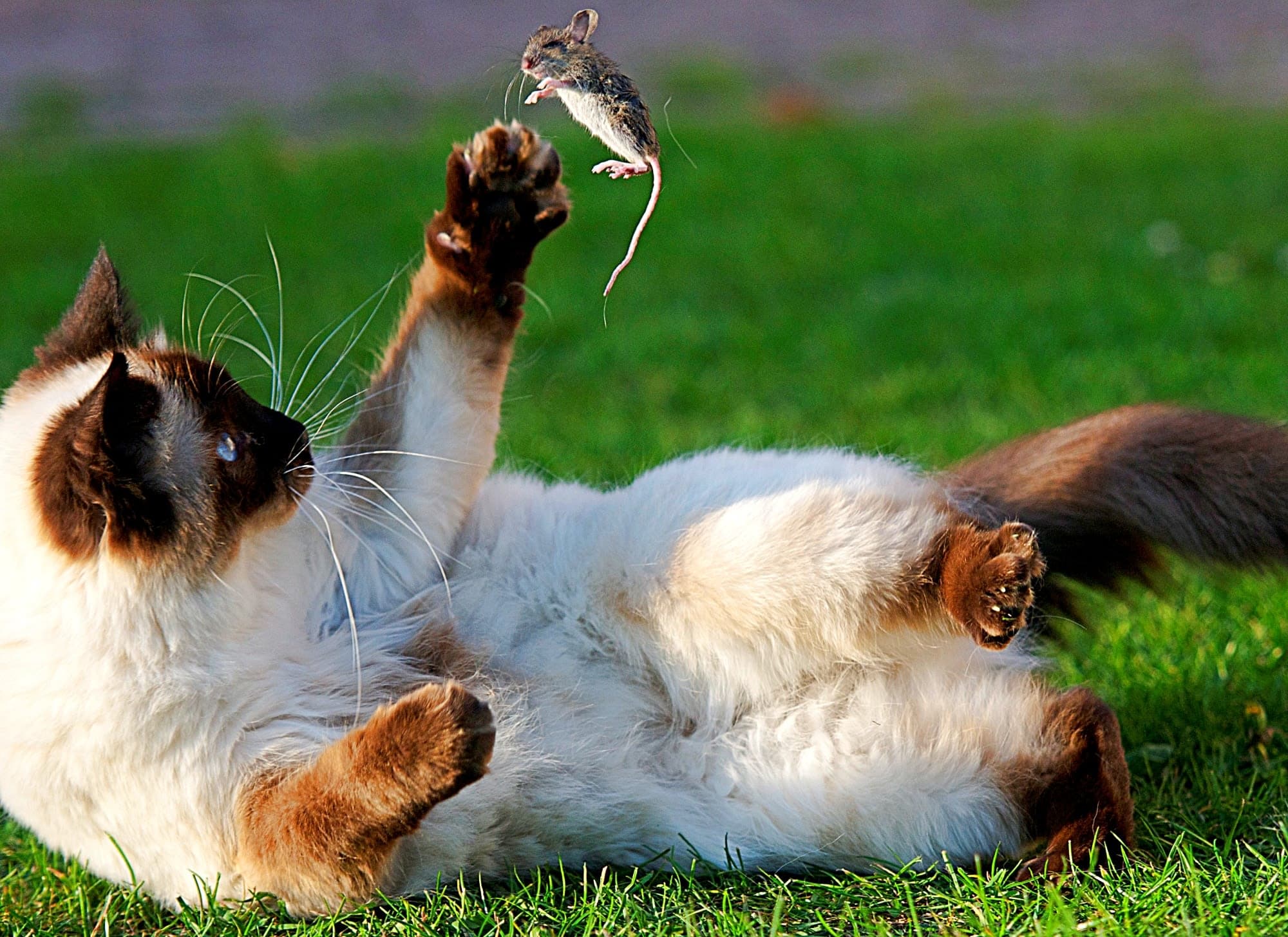 Fact Check: Cat hiss at dog