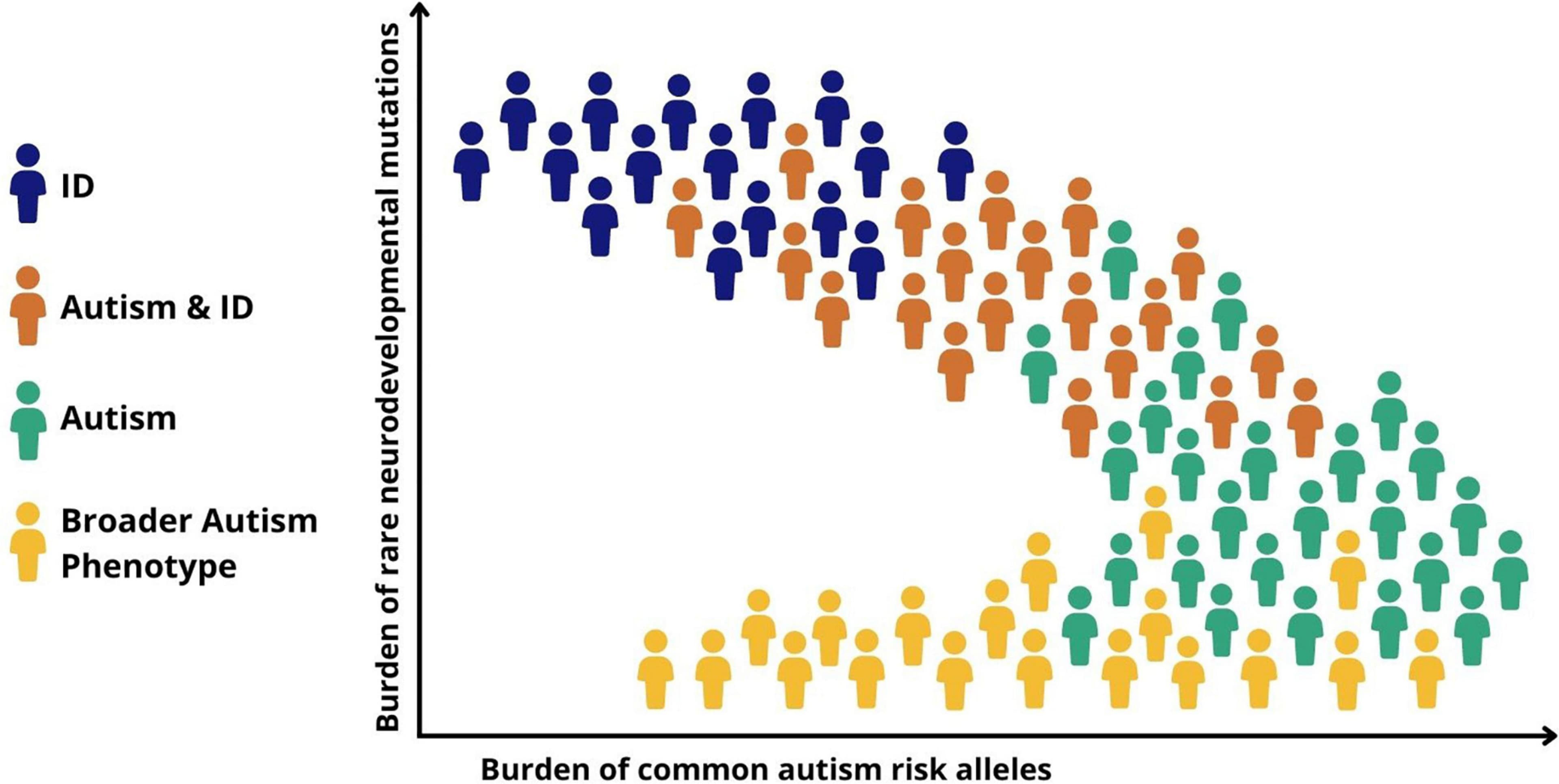 Fact Check: Autistic people are more likely to watch tv than their peers 