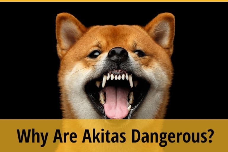 Fact Check: Are Akitas dangerous dogs?