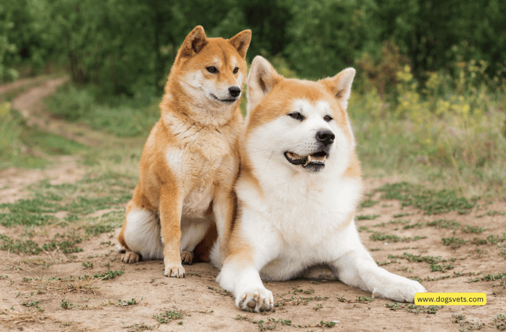 Fact Check: Are Akitas dangerous?