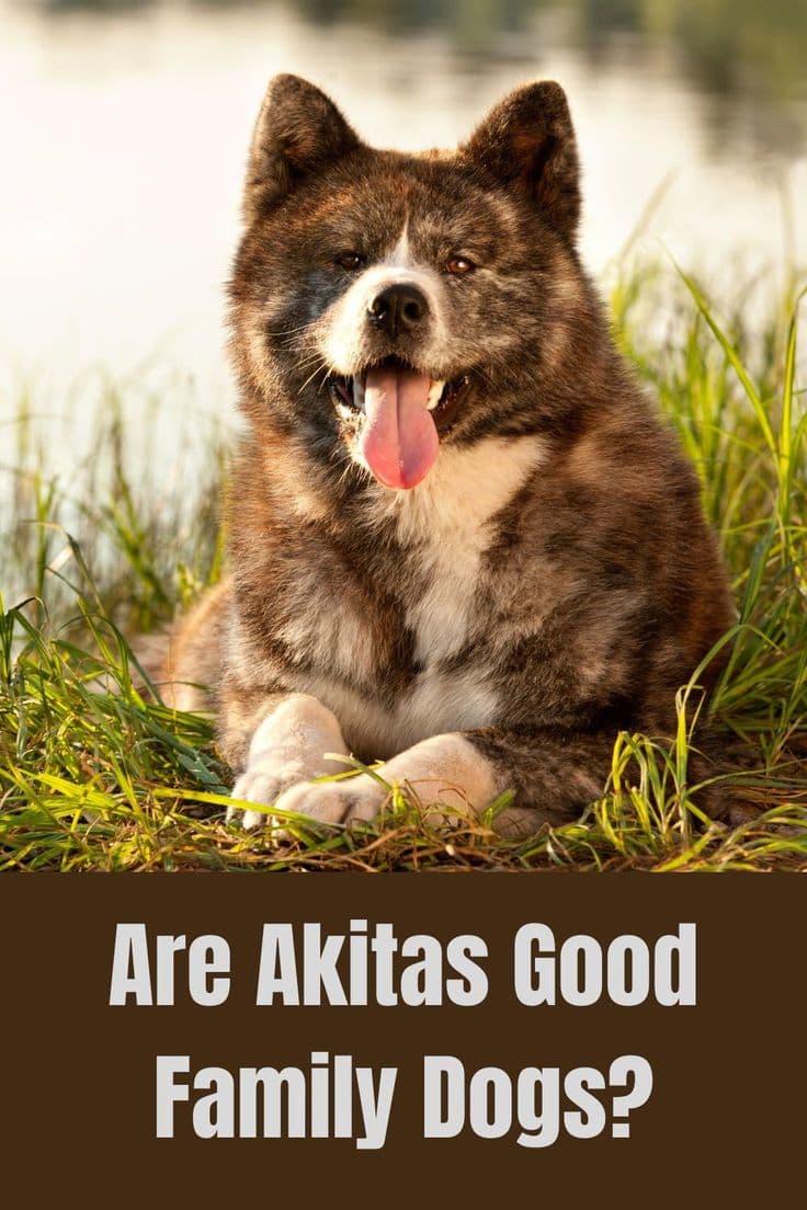 Fact Check: Are Akitas good family dogs?