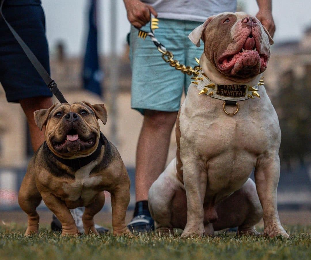 Fact Check: Are American Bullies aggressive?