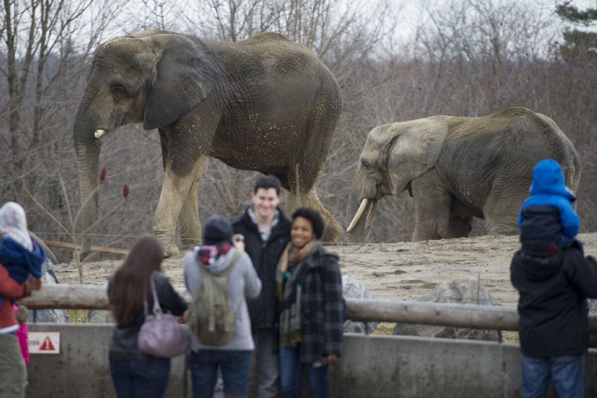 Fact Check: The Toronto Zoo lost its AZA accredidation after city council voted to move its elephants to a California sanctuary.