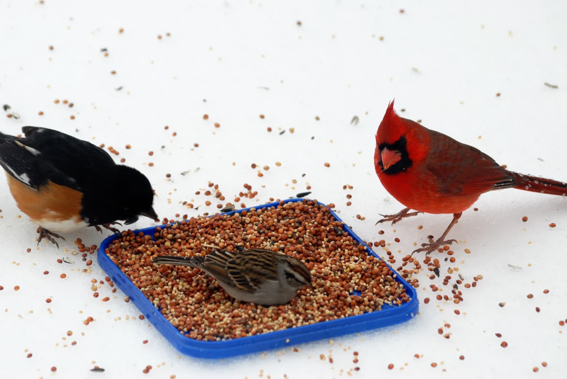 Fact Check: Birds are not real