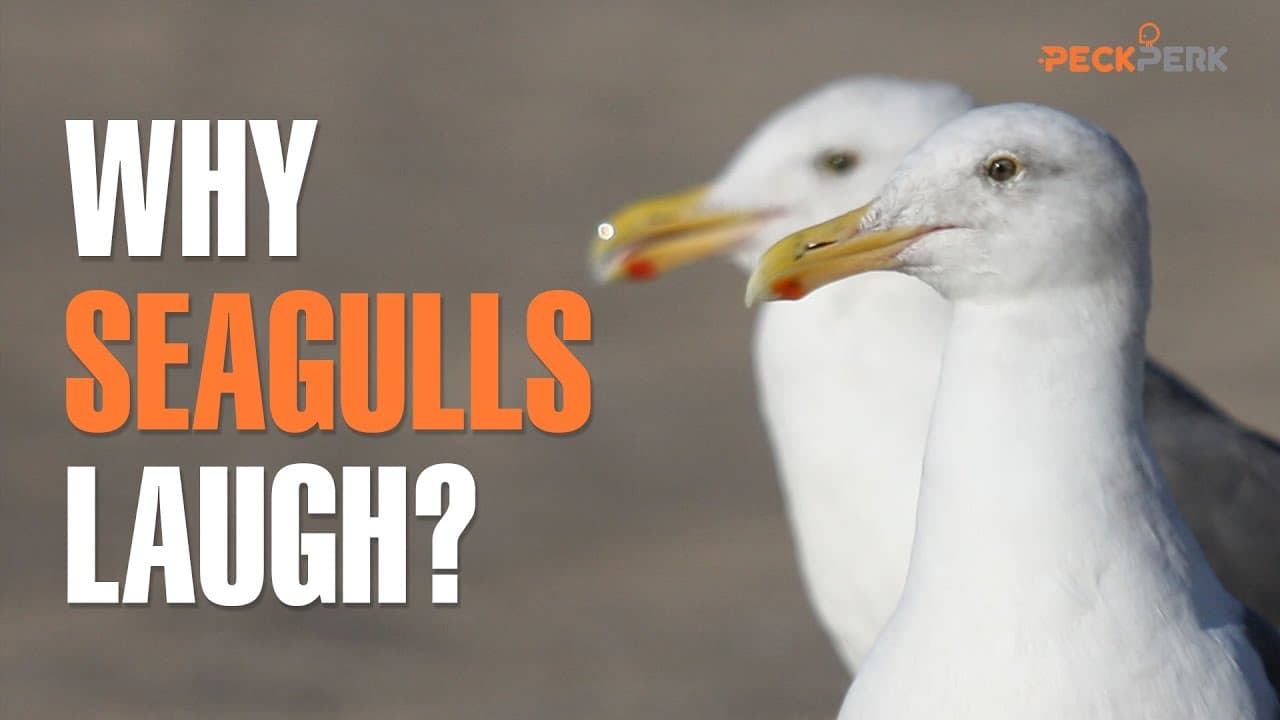 Fact Check: DO SEAGULLS LAUGH
