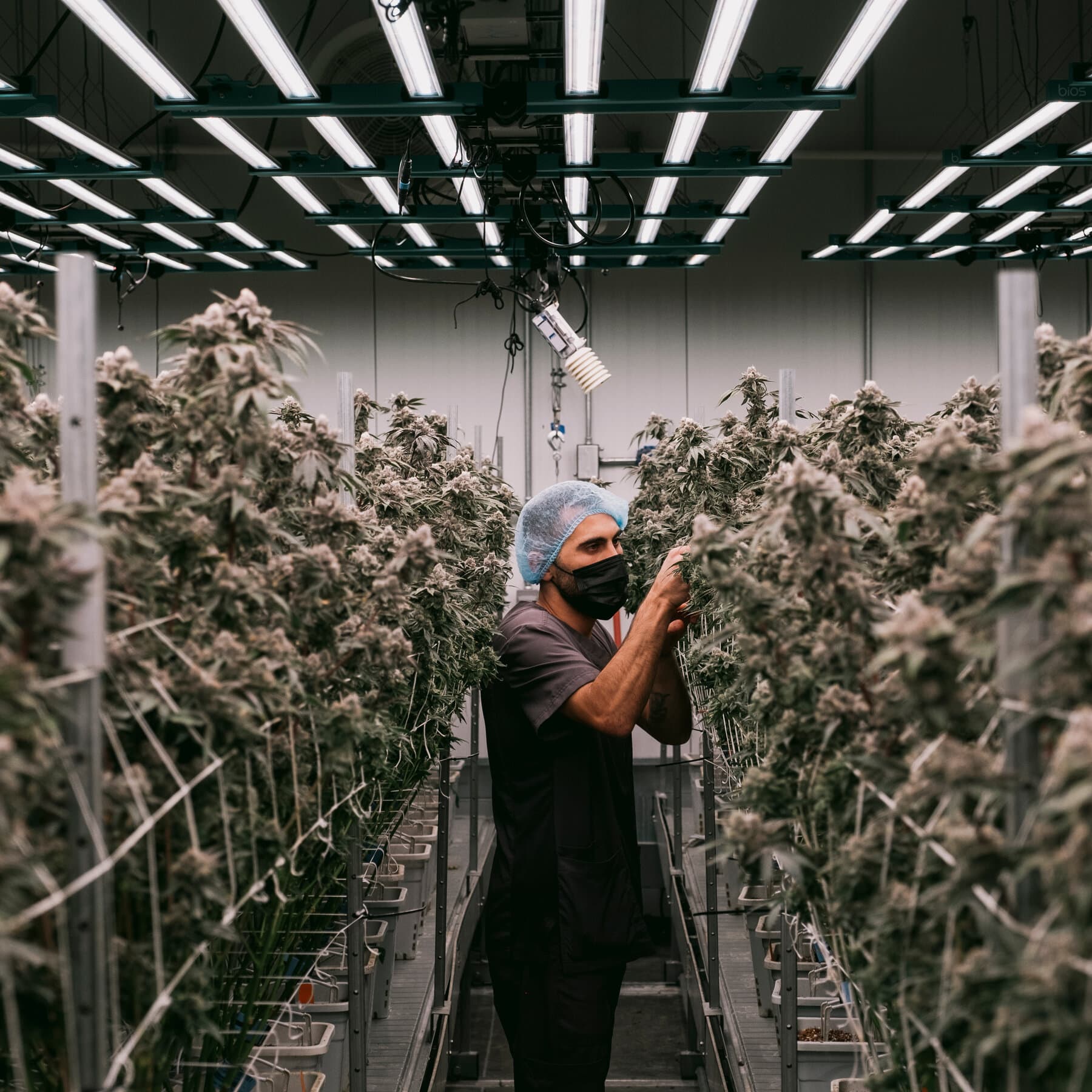 Fact Check: Ten illegal immigrant minors were found working at a marijuana facility in California.