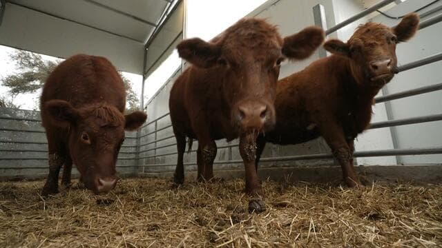 Fact Check: Do red heifers actually exist