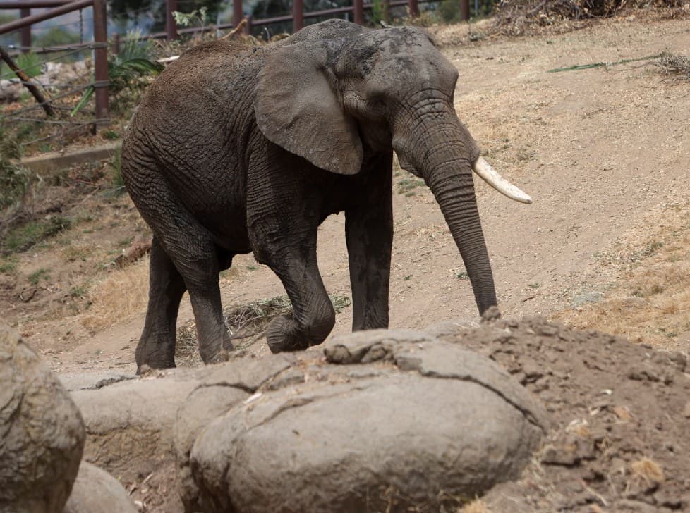 Fact Check: AZA accredited zoos shut down elephants exhibits
