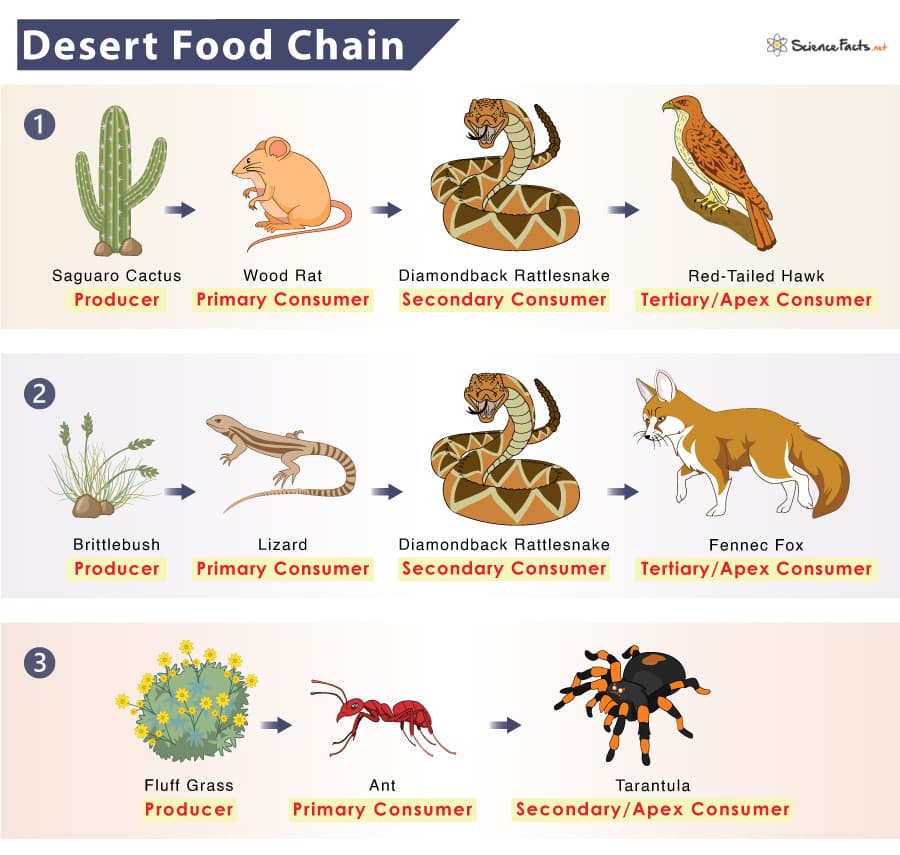 Fact Check: Eliminating food deserts is a complicated endeavor with no guaranteed solutions.