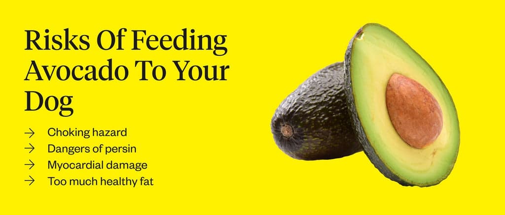 Fact Check: Are avocados good for dogs?