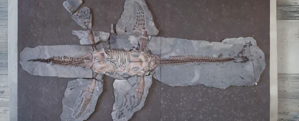 Fact Check: Plesiosaurs had swan neck posture or it is lethal for the animals