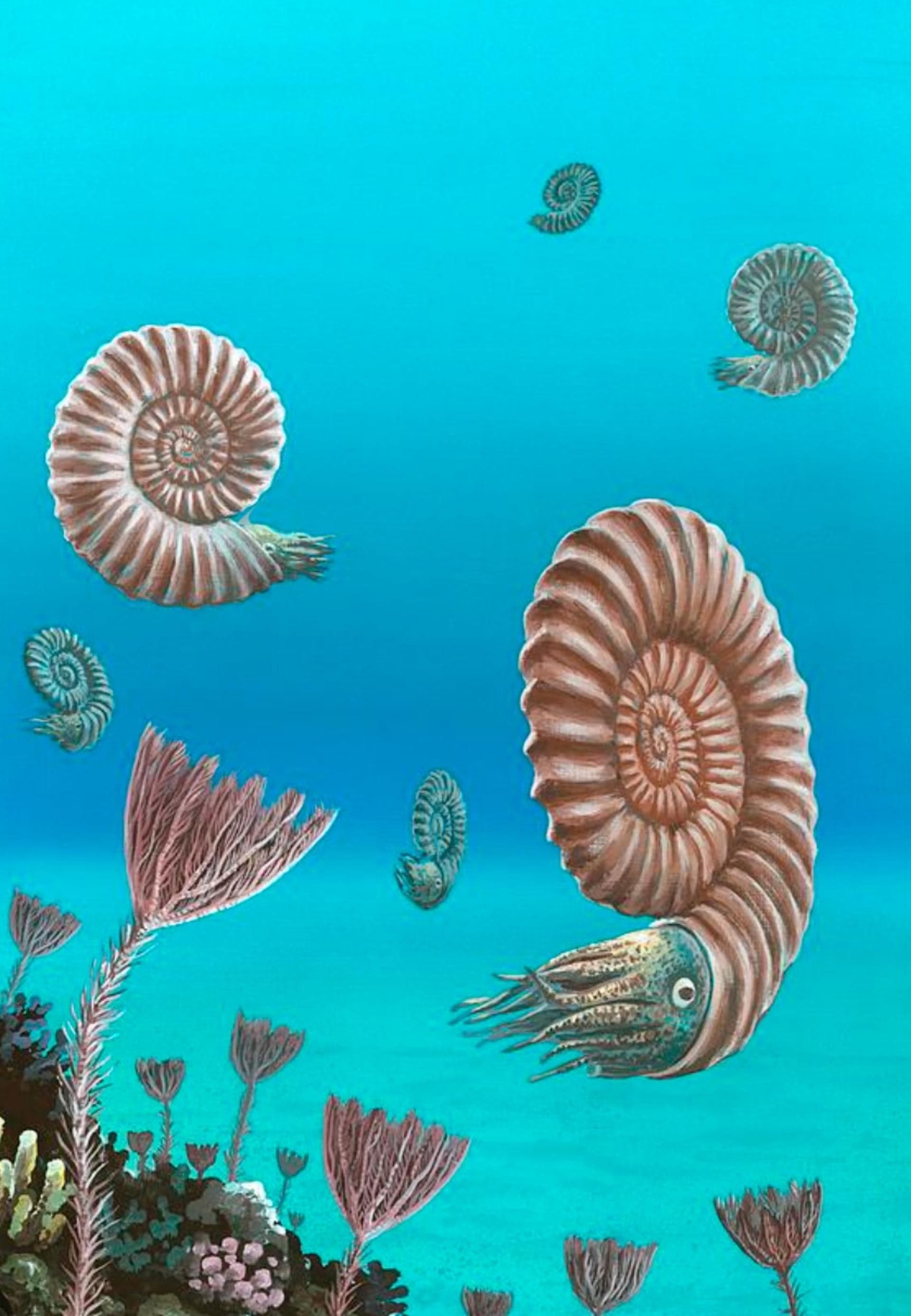 Fact Check: Living fossils are actually misnomers
