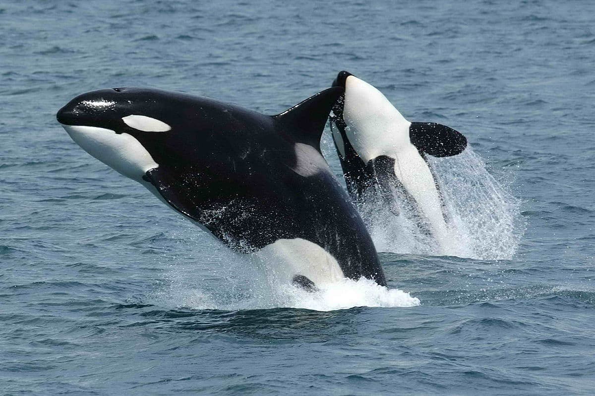 Fact Check: Marineland of Pacific closed in 1992 due of earlier fatal incident surrounding three killer whales