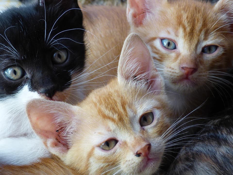 Fact Check: Cats don't like belly rubs