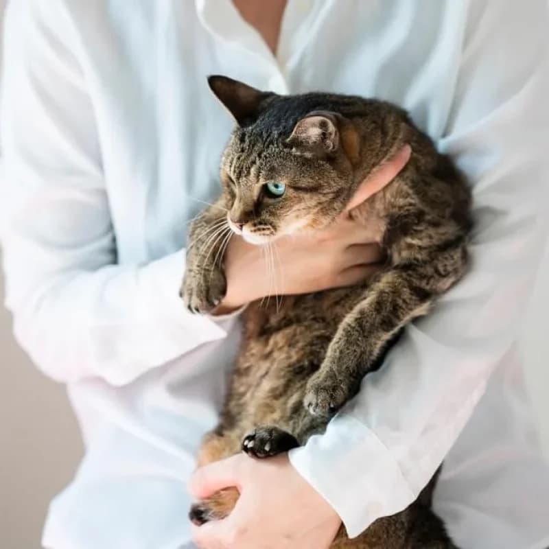 Fact Check: Some cats don't like being picked up