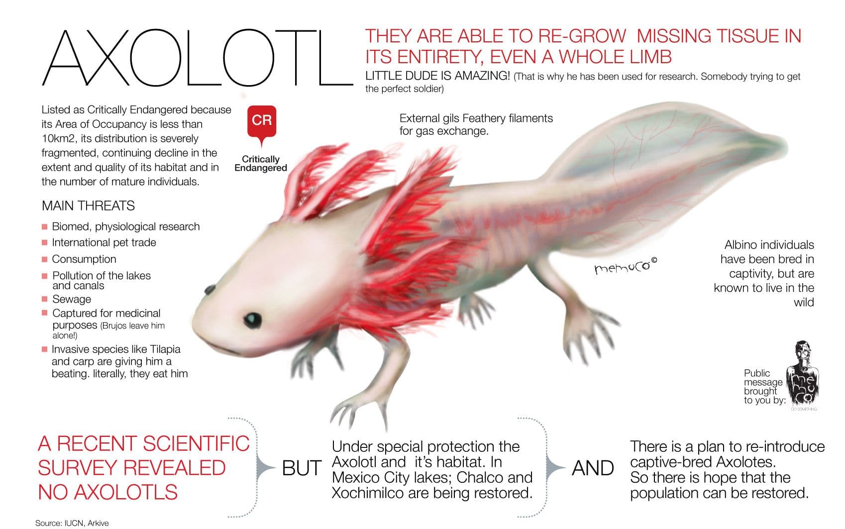 Fact Check: Are axolotls endangered?