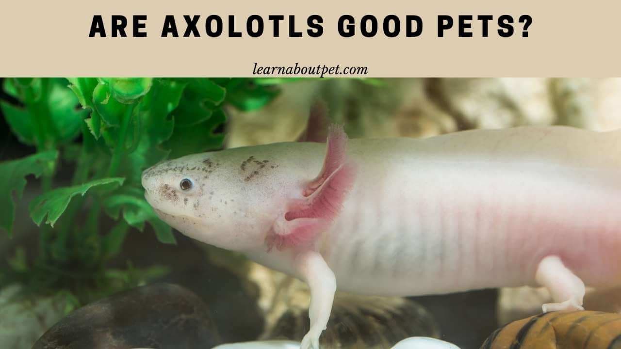 Fact Check: Are axolotls good pets?