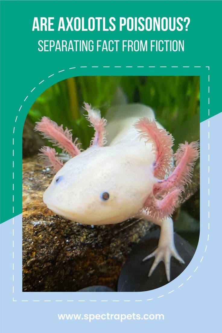 Fact Check: Are axolotls poisonous?