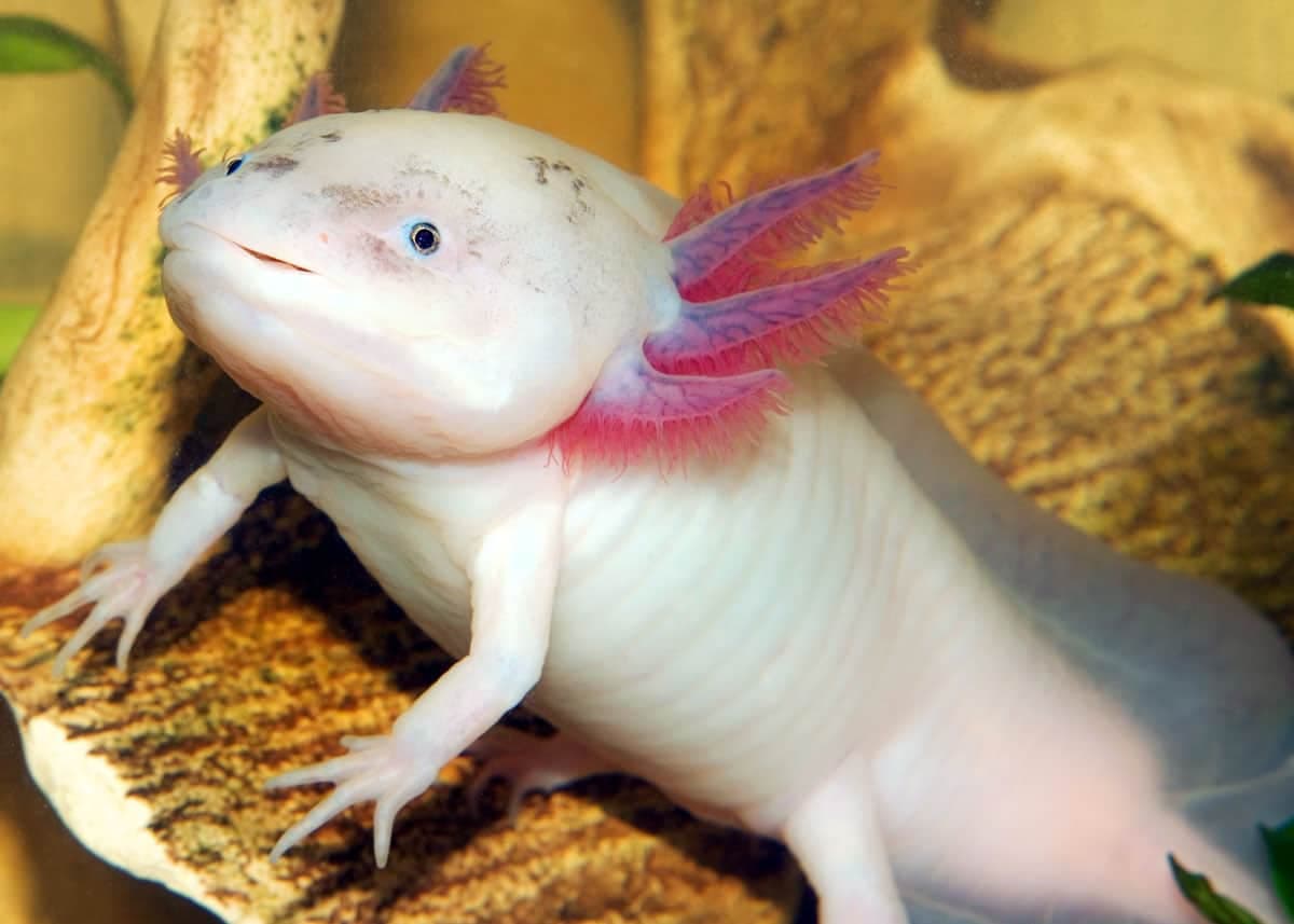 Fact Check: Are axolotls real?