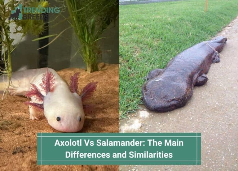 Fact Check: Are axolotls salamanders?