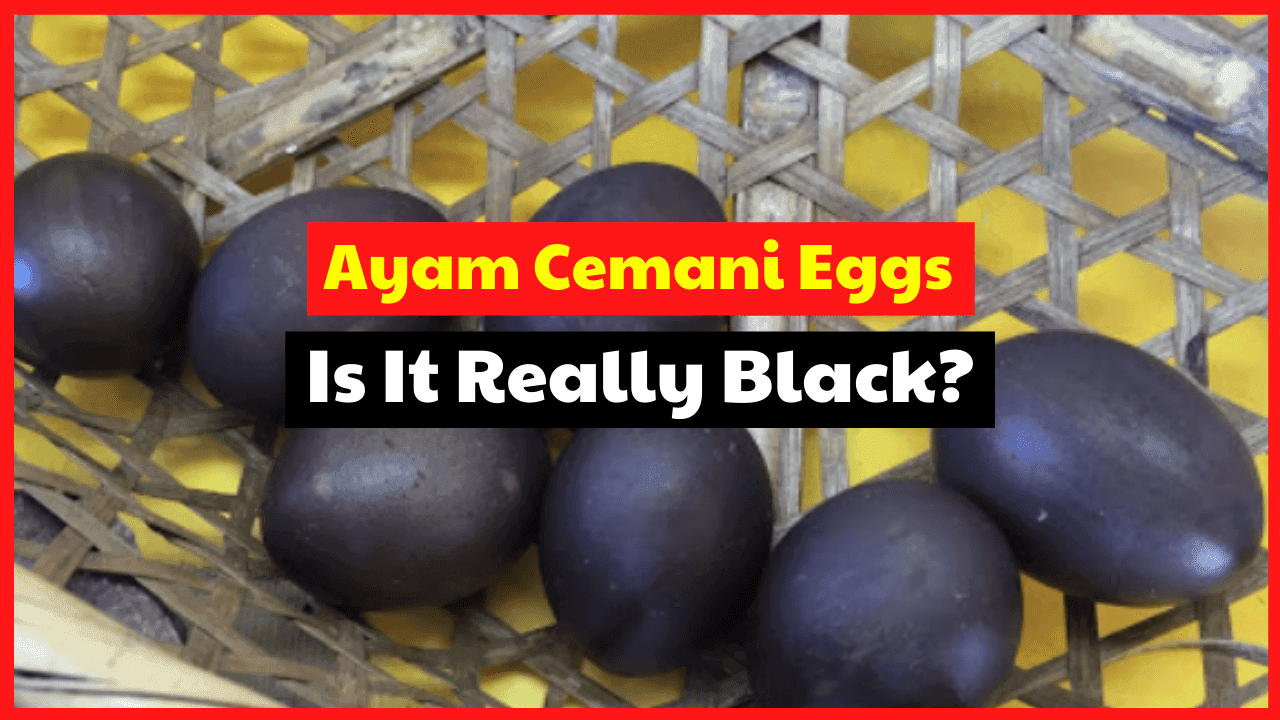 Fact Check: Are Ayam Cemani eggs black?