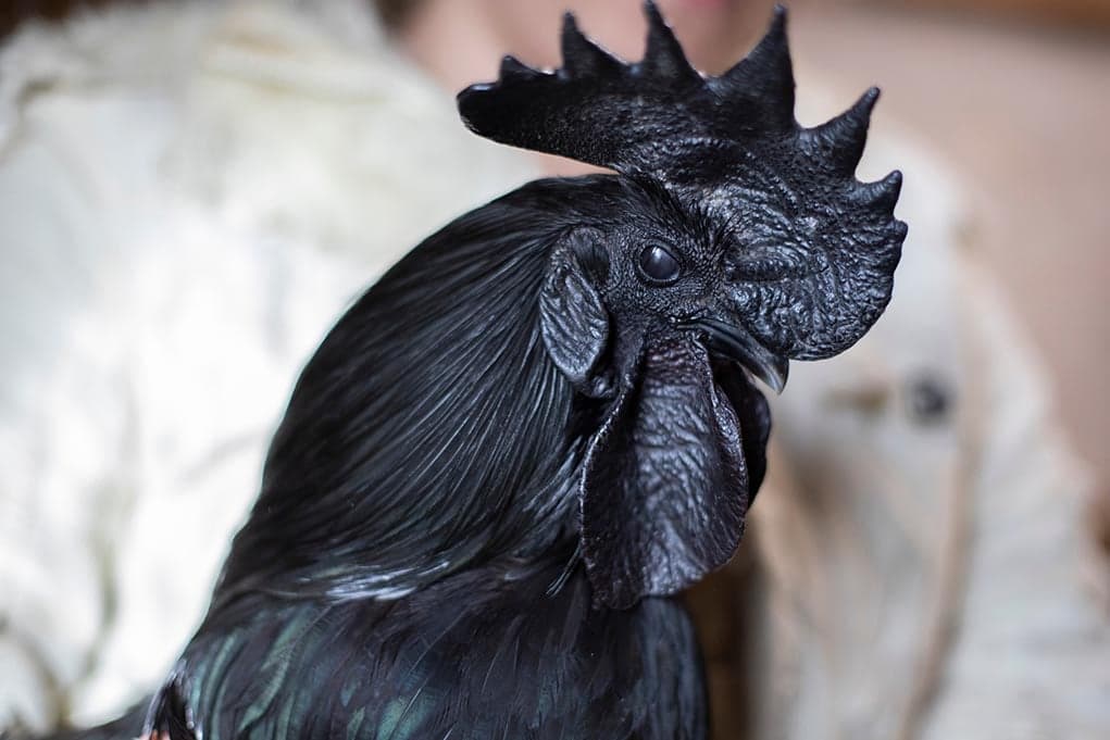 Fact Check: Are Ayam Cemani good layers?
