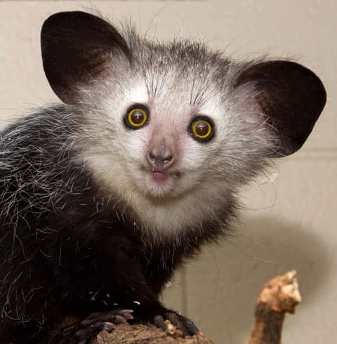 Fact Check: Are aye-ayes lemurs?
