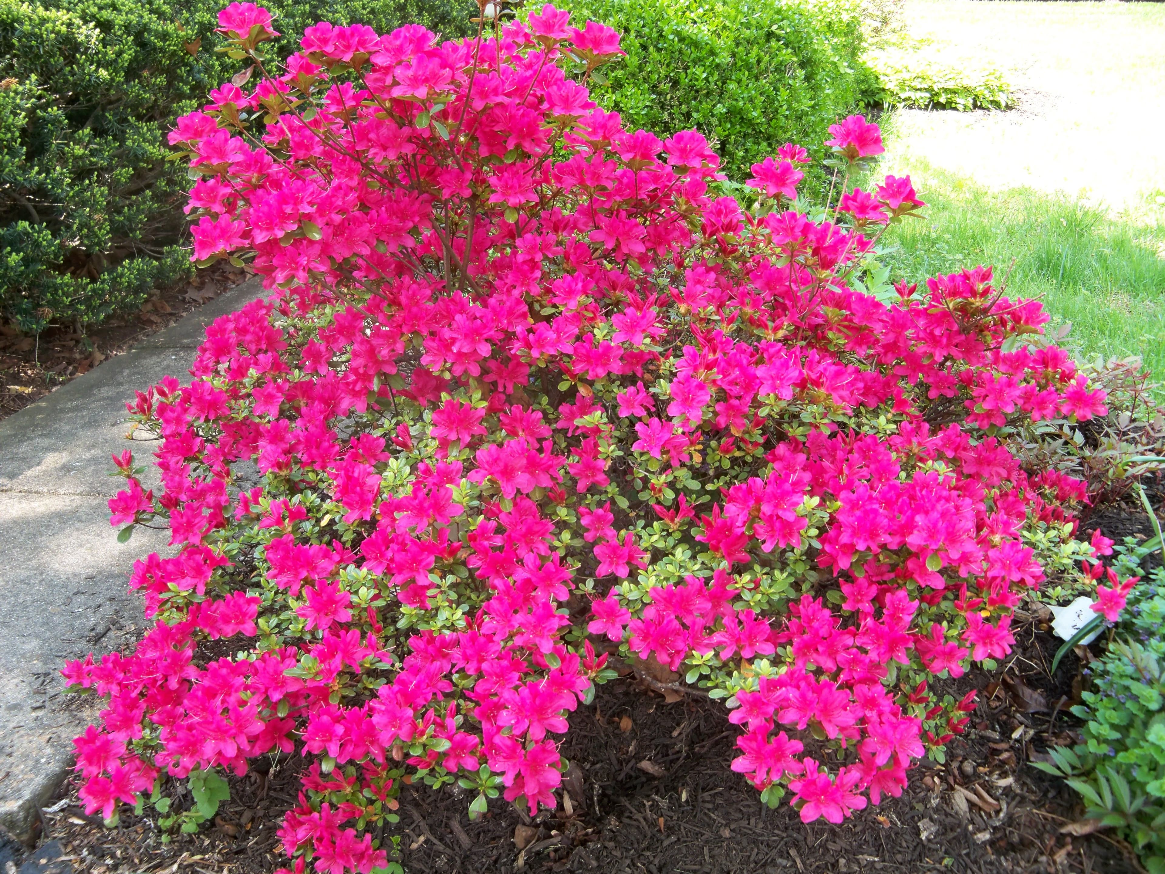 Fact Check: Are azaleas deer resistant?