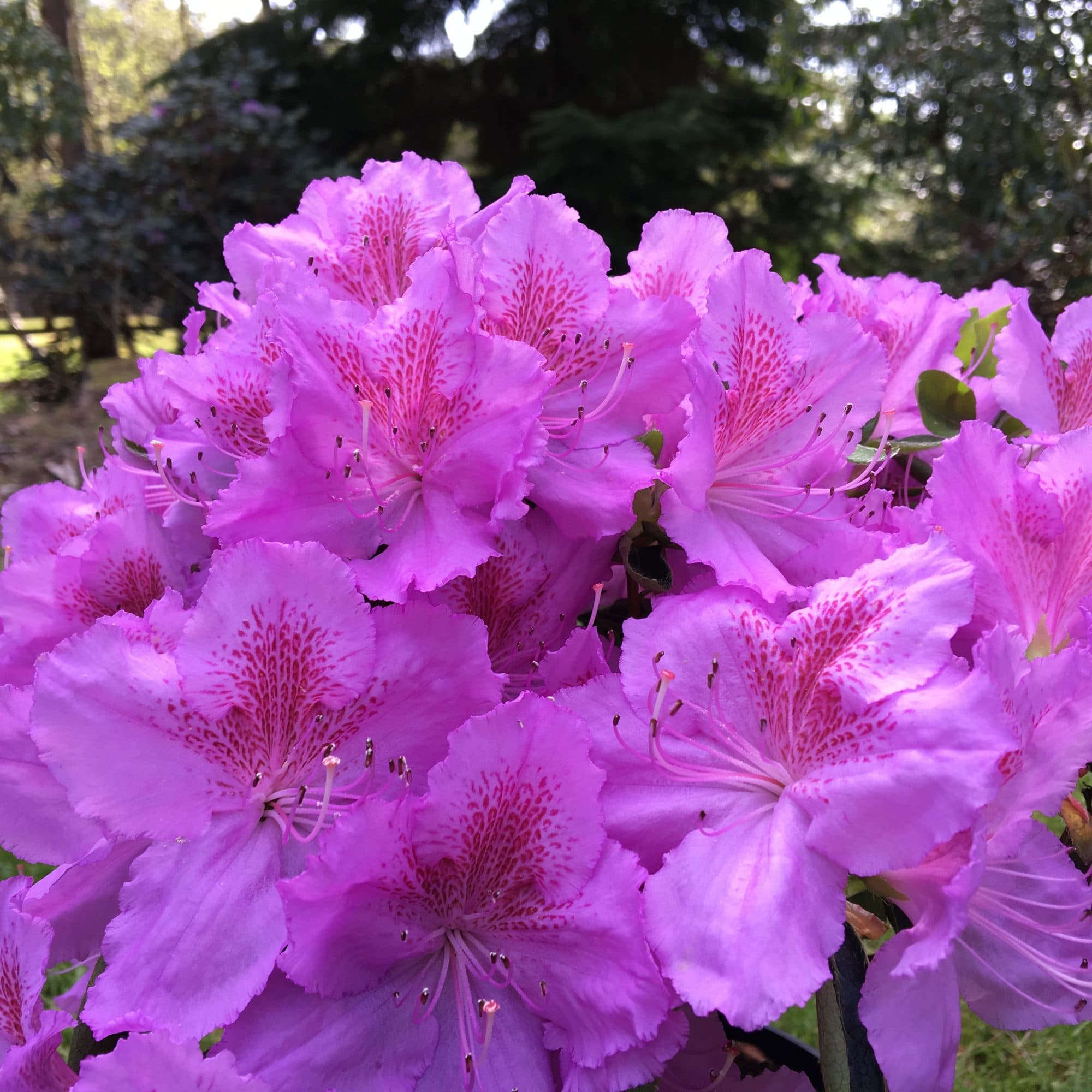 Fact Check: Are azaleas evergreen?