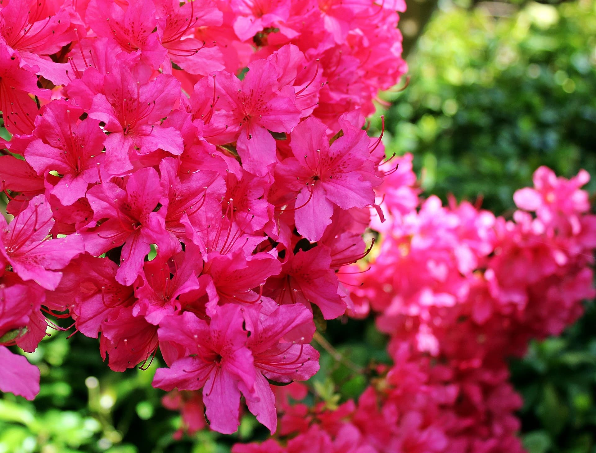 Fact Check: Are azaleas poisonous to dogs?