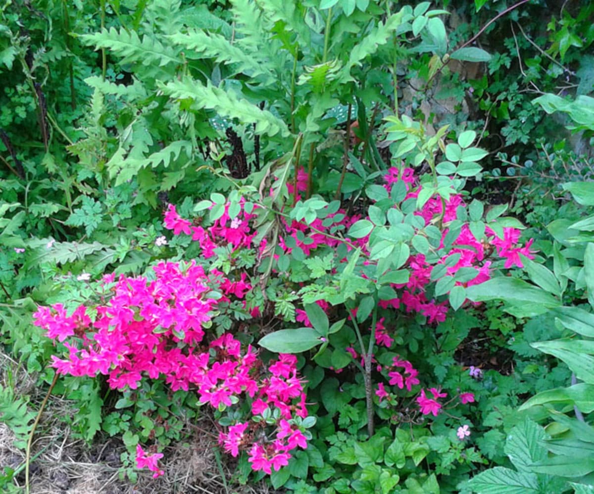Fact Check: Are azaleas poisonous?