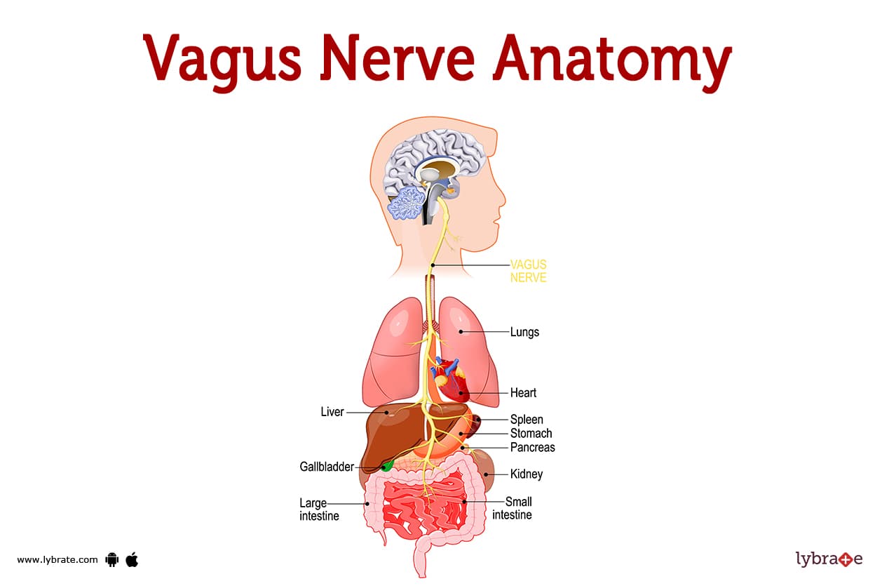 Fact Check: The vagus nerve controls anxiety
