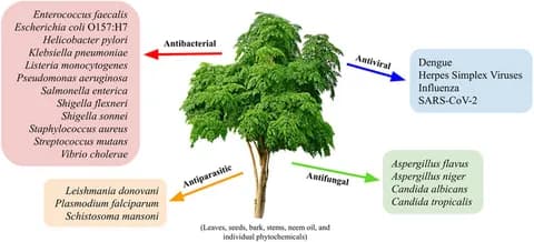 Fact Check: eating Neem tree leaves raw purifies human Blood