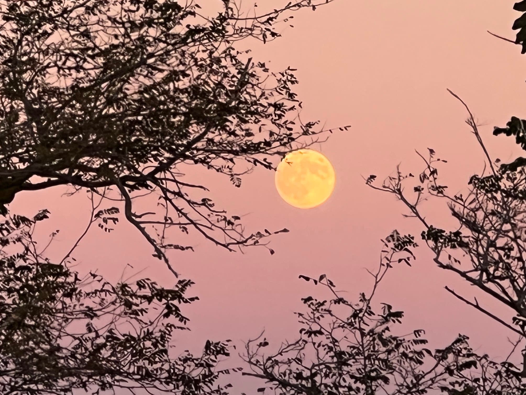 Fact Check: Moon landing was a hoax