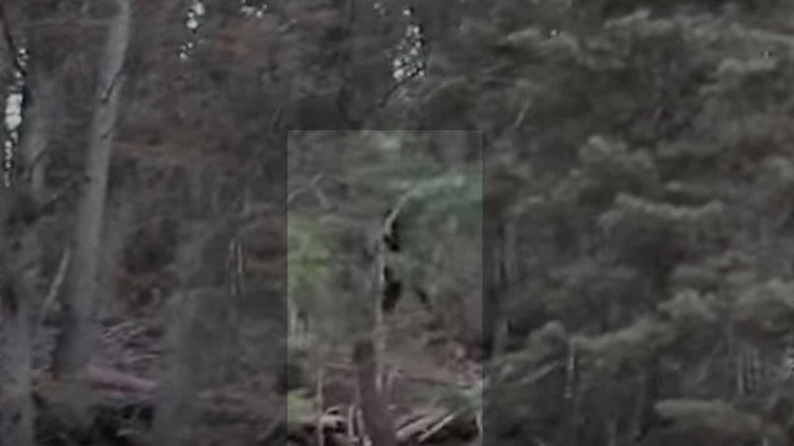 Fact Check: Are bigfoot real?