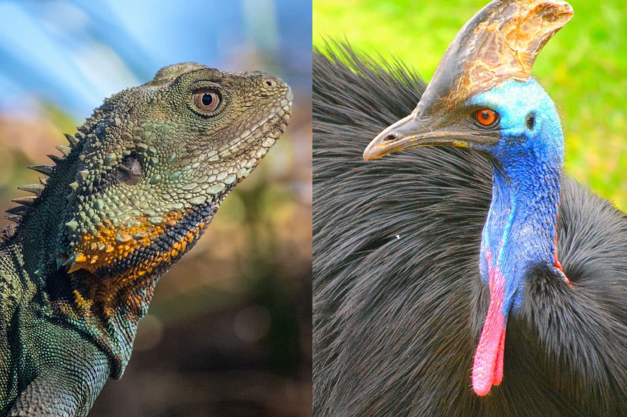 Fact Check: Are birds reptiles?