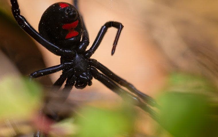 Fact Check: Are black widows deadly?