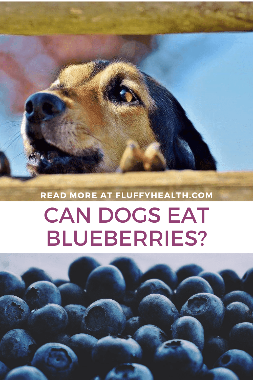 Fact Check: Are blueberries good for dogs?